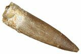 Fossil Plesiosaur (Zarafasaura) Tooth - Morocco #344225-1